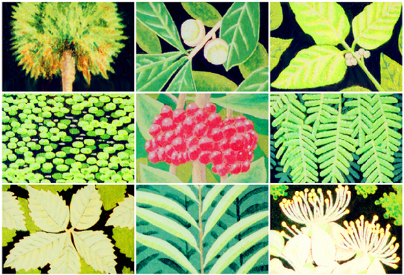 Jungle Adventures Plants